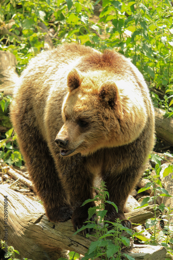 Fototapeta premium brown bear cub