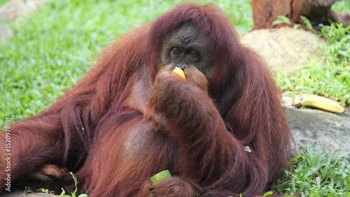The Sumatran orangutan is one of the three species of orangutans. Critically endangered, and found only in the north of the Indonesian island of Sumatra, it is rarer than the Bornean orangutan but mor