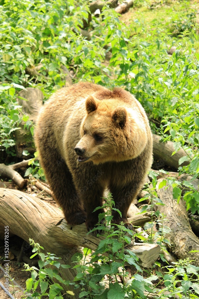 Obraz premium brown bear cub