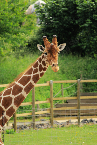 giraffe in the zoo