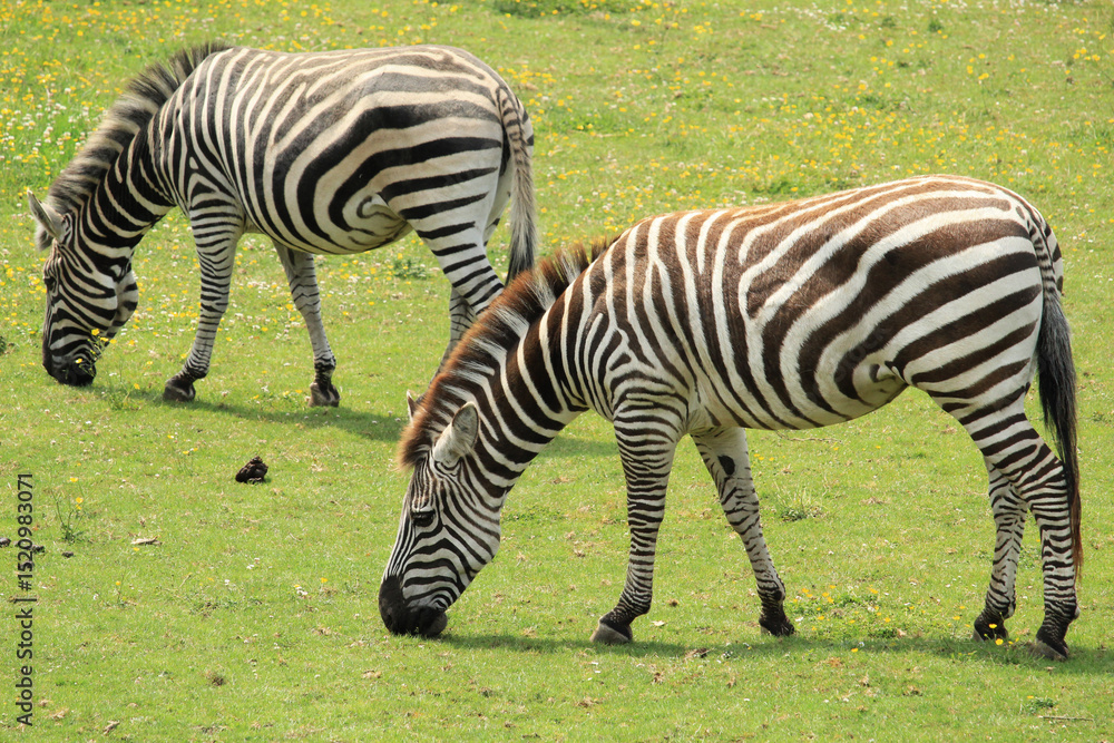 Fototapeta premium zebra in the grass