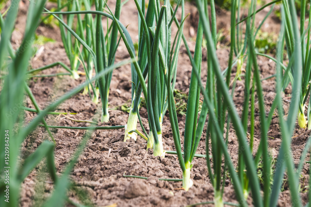 Fototapeta premium Green chives. Blurred background, close-up. Agricultural field in the countryside.