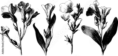 Vintage alpine flowers engraving for botanical art enthusiasts and historical study
