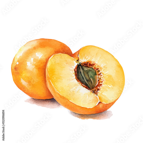 watercolor vector of Loquat Slice, high quality, isolated on a white background.