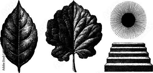 Engraved botanical leaf and geometric staircase with sunburst design for decorative use
