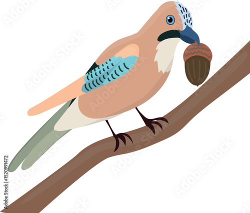 Isolated cute funny bird jay with acorn in flat vector style on white background. Woodland life. Forest animal.