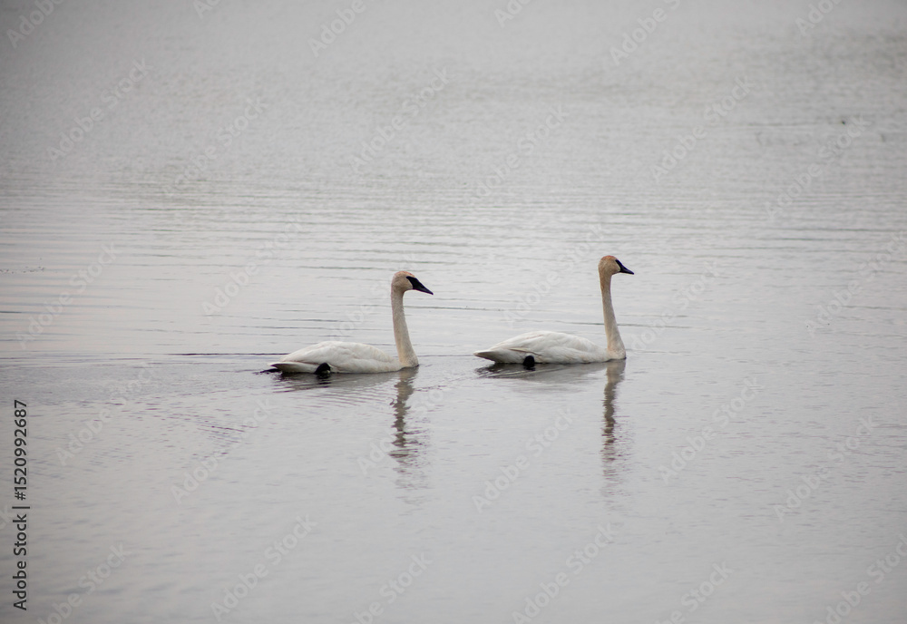 Fototapeta premium Swans Swimming at Valens Lake