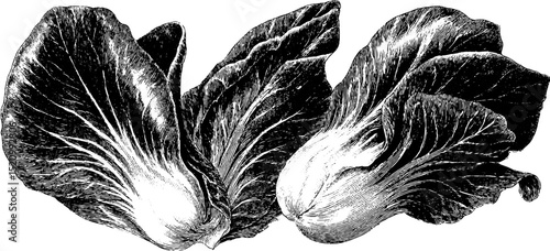 Engraved illustration of bao bun with hoisin sauce and cabbage leaves