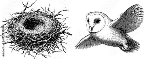 Engraved illustration of barn owl and hayloft nesting scene for nature design
