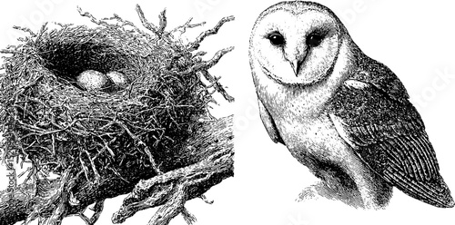 Engraved illustration of barn owl and hayloft nest design for print