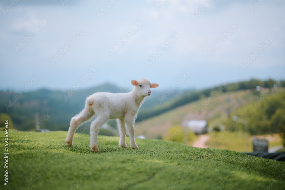 Obraz premium A young lamb stands on a grassy hill with a scenic, mountainous landscape in the background.
