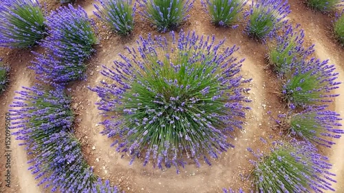 Aerial view of vibrant lavender fields arranged in circular patterns under clear skies
