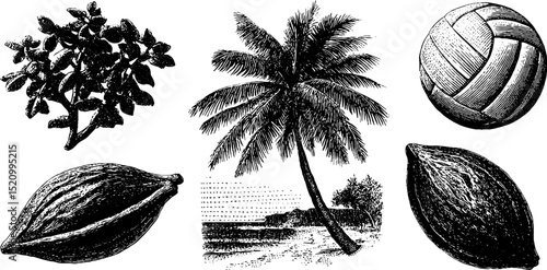 Engraved beach volleyball and tropical elements illustration for summer sports and nature themes