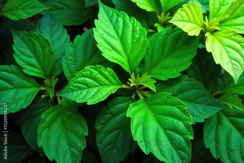 Lush green leaves create a vibrant, natural backdrop Perfect for nature, spring, summer, or environmental themes Ideal for websites, blogs, and social media posts , shadow, forest, jungle Lush green leaves create a vibrant, natural backdrop Perfect for nature, spring, summer, or environmental themes Ideal for websites, blogs, and social media posts , shadow, forest, jungle