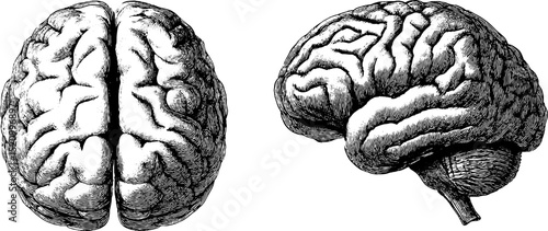 Engraved brain cross section set for educational and scientific design