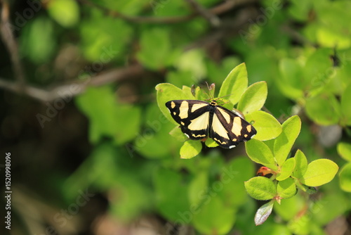 緑の葉にとまるキンモンガ