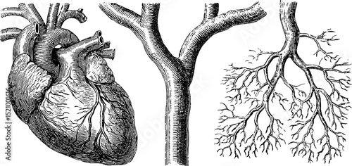 Detailed engraved illustrations of the human circulatory system for educational use