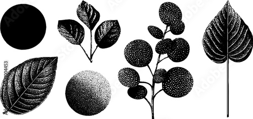 Engraved nature illustration set with dots and rounded leaf designs