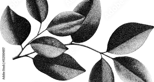 Detailed engraved leaf illustration with clean dots for botanical design
