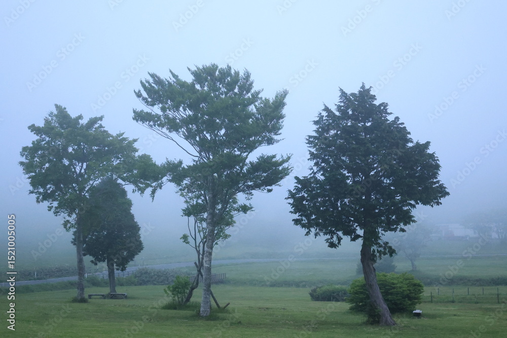 Fototapeta premium 風景、自然、木、緑、草原、空、樹木、植物、屋外、雲、草、景色、緑色、山