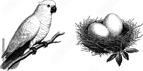Engraved cockatoo illustration and nest with eggs - nature art for decoration