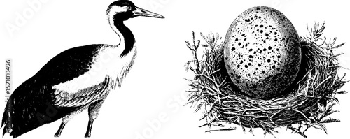 Vintage engraved set featuring a crane and bird nest with egg for nature art designs