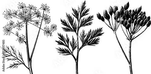 Engraved botanical illustration of dill and coriander set for herbal design