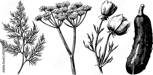 Detailed engraved illustration set featuring dill sprig and botanical elements for design
