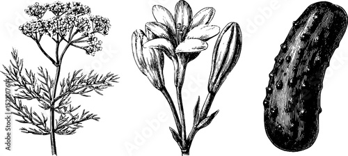 Engraved botanical illustration set featuring dill sprig and flowers