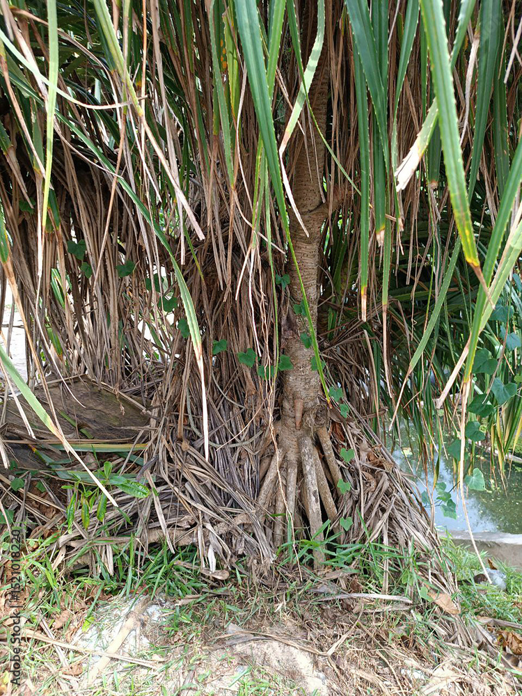 Obraz premium Nature photography. Exotic fluffy trees with long leaves. Thickets along the road. Tropical landscape for wallpaper. Photo of intertwined trunks. Lost corner of the town forest. Deserted area. Nobody.