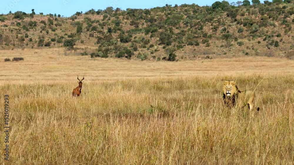 Hartebeest stares nervously at lone male African lion standing nearby in field Hartebeest stares nervously at lone male African lion standing nearby in field