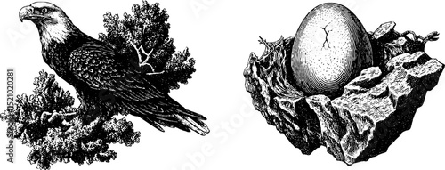 Intricate engraved illustrations of eagle perched and cracked egg nest