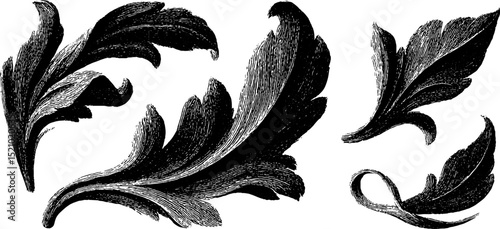 Elegant engraved tendril design set for decorative art and print