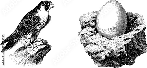 Engraved illustration set featuring falcon and egg on rock ledge for nature and wildlife design