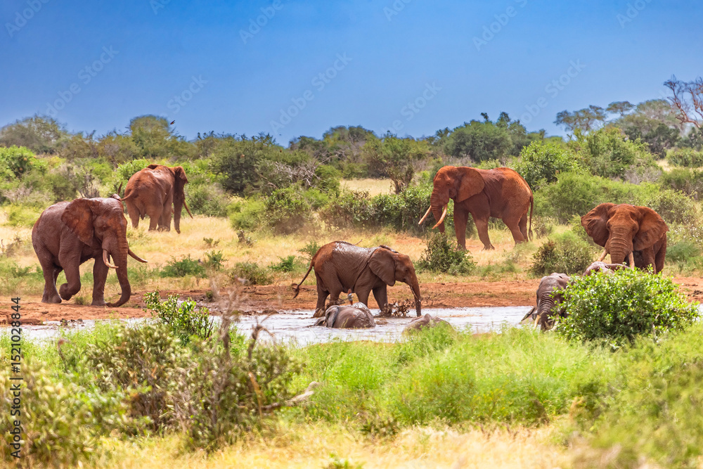 Obraz premium Elephant in East Tsavo Park in Kenya.