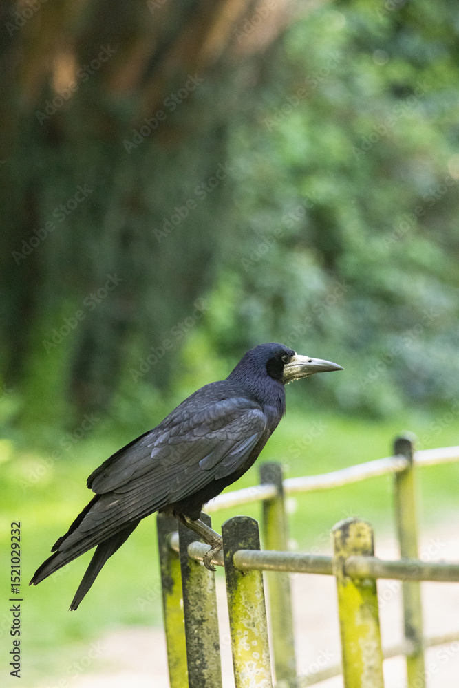 Fototapeta premium Rook perched on fence with blurred background . High quality photo