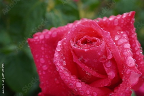 雨に濡れた薔薇（マリアカラス）