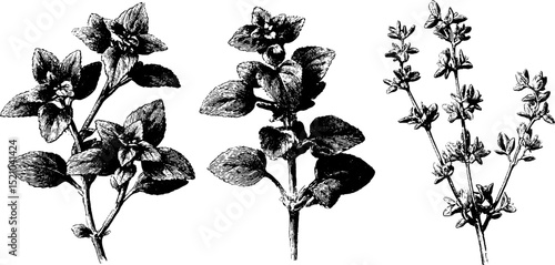 Detailed botanical engraving of oregano and marjoram plants for herbal and culinary designs