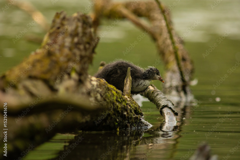 Fototapeta premium Eurasian coot