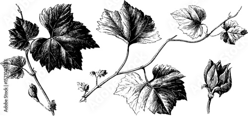 Engraved botanical illustration of organic vines and leaves for nature design