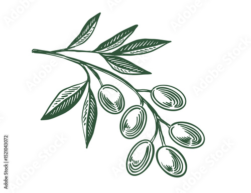 Olive branch sketch with olives and leaves