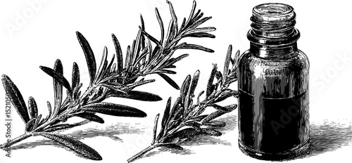 Engraved rosemary sprig and bottle illustration for aromatherapy and herbal design