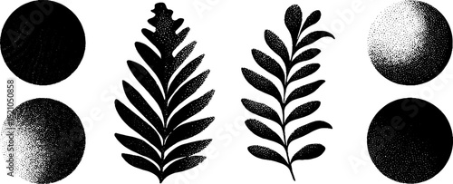 Engraved botanical illustration set featuring rounded leaves and textured circles for design