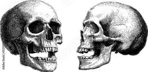 Intricate engraved illustration set of human skull and mandible for educational and artistic use