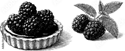 Engraved illustration of tartelette and berries for culinary design projects