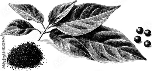 Engraved botanical illustration of zaatar blend and sumac for culinary design