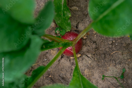 A close-up shot of a red radish growing in the garden soil