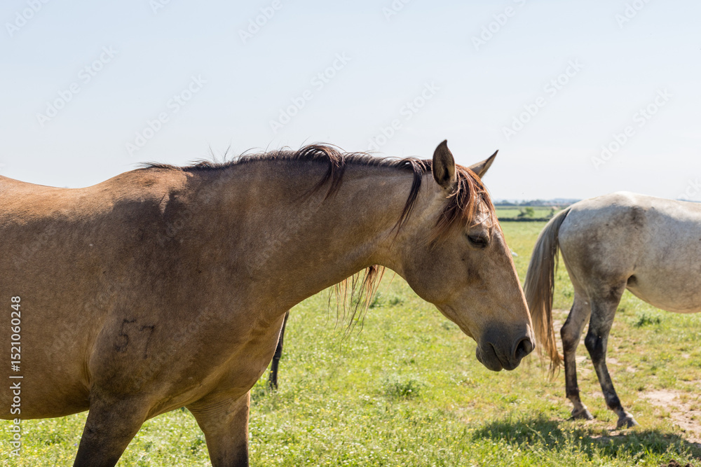 Portrait of a Lusitano horse in the field, Golegã Portrait of a Lusitano horse in the field, Golegã