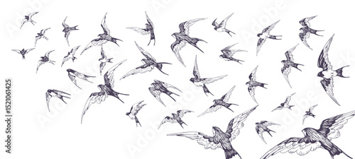 Flock of swallows is flying in the sky. Crowd of birds is soaring in the air on vintage sketch. Drawing group of martins flies. Flight of birdies. Hand drawn vector illustration on white background