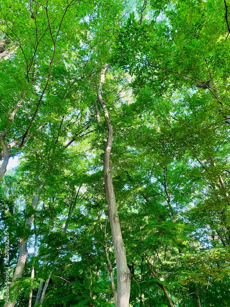 Fototapeta premium trees in the forest